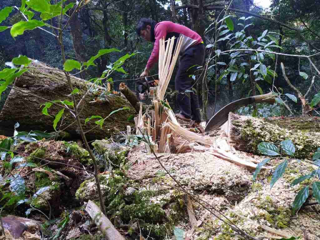 levenslang streng Schijn Gamma in het bos – Ton Memorial School Sailung